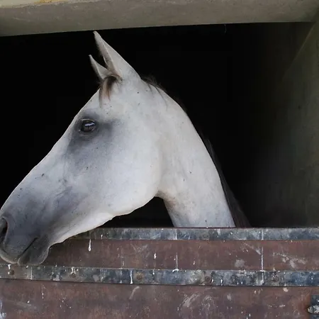 Ecurie De La Grange L'abbe